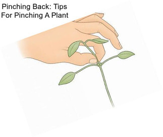 Pinching Back: Tips For Pinching A Plant