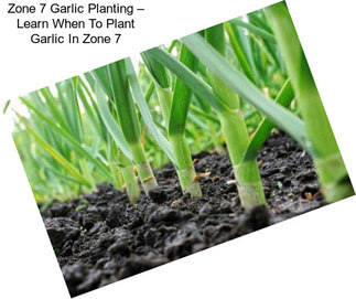 Zone 7 Garlic Planting – Learn When To Plant Garlic In Zone 7