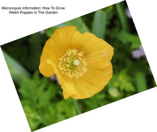 Meconopsis Information: How To Grow Welsh Poppies In The Garden