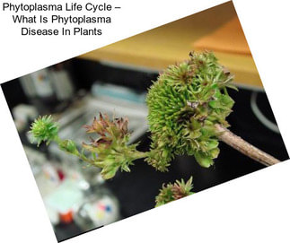 Phytoplasma Life Cycle – What Is Phytoplasma Disease In Plants