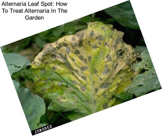 Alternaria Leaf Spot: How To Treat Alternaria In The Garden