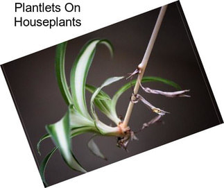 Plantlets On Houseplants