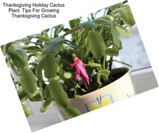 Thanksgiving Holiday Cactus Plant: Tips For Growing Thanksgiving Cactus