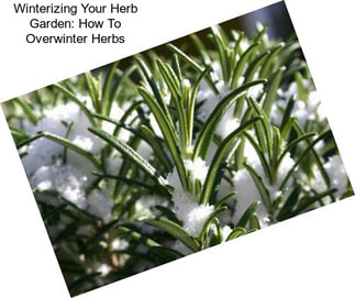 Winterizing Your Herb Garden: How To Overwinter Herbs