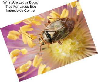 What Are Lygus Bugs: Tips For Lygus Bug Insecticide Control