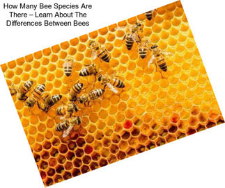 How Many Bee Species Are There – Learn About The Differences Between Bees