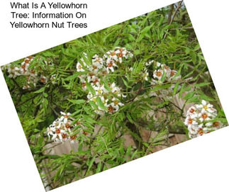 What Is A Yellowhorn Tree: Information On Yellowhorn Nut Trees