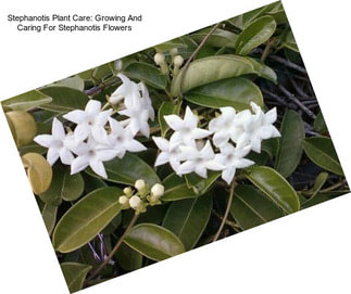 Stephanotis Plant Care: Growing And Caring For Stephanotis Flowers