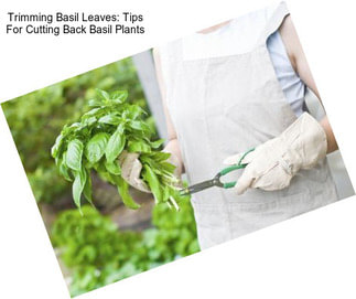 Trimming Basil Leaves: Tips For Cutting Back Basil Plants