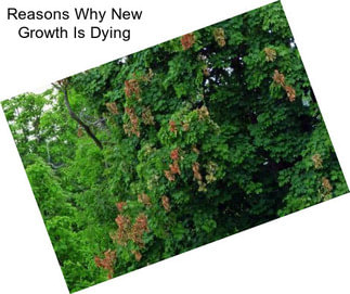 Reasons Why New Growth Is Dying