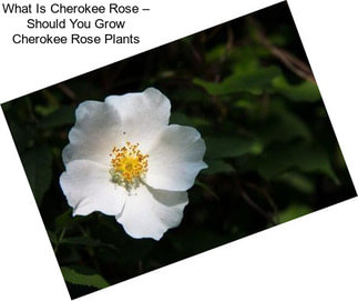 What Is Cherokee Rose – Should You Grow Cherokee Rose Plants