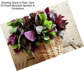 Growing Orach In Pots: Care Of Orach Mountain Spinach In Containers