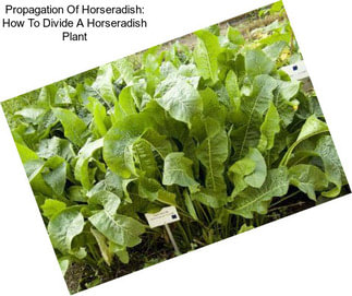 Propagation Of Horseradish: How To Divide A Horseradish Plant