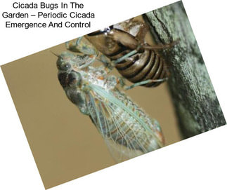 Cicada Bugs In The Garden – Periodic Cicada Emergence And Control