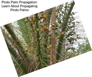 Pindo Palm Propagation: Learn About Propagating Pindo Palms