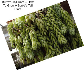 Burro\'s Tail Care – How To Grow A Burro\'s Tail Plant