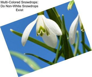 Multi-Colored Snowdrops: Do Non-White Snowdrops Exist