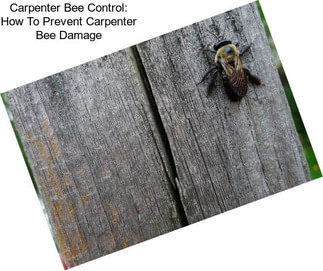 Carpenter Bee Control: How To Prevent Carpenter Bee Damage