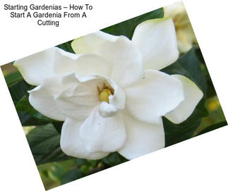 Starting Gardenias – How To Start A Gardenia From A Cutting