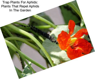 Trap Plants For Aphids: Plants That Repel Aphids In The Garden