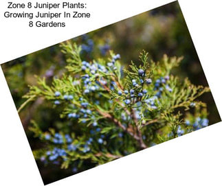 Zone 8 Juniper Plants: Growing Juniper In Zone 8 Gardens