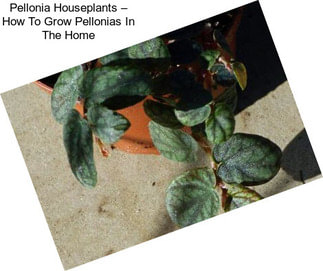 Pellonia Houseplants – How To Grow Pellonias In The Home