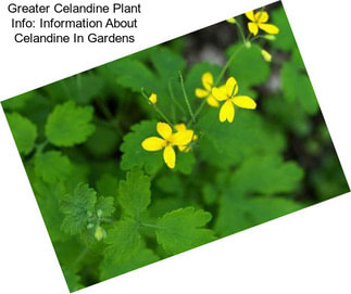 Greater Celandine Plant Info: Information About Celandine In Gardens