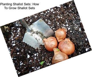 Planting Shallot Sets: How To Grow Shallot Sets