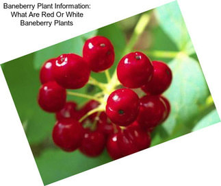 Baneberry Plant Information: What Are Red Or White Baneberry Plants