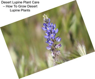 Desert Lupine Plant Care – How To Grow Desert Lupine Plants