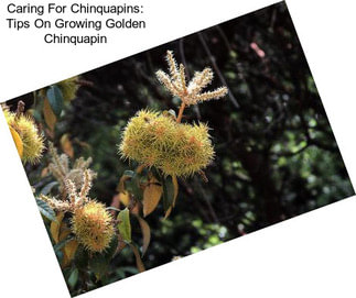 Caring For Chinquapins: Tips On Growing Golden Chinquapin