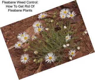 Fleabane Weed Control: How To Get Rid Of Fleabane Plants