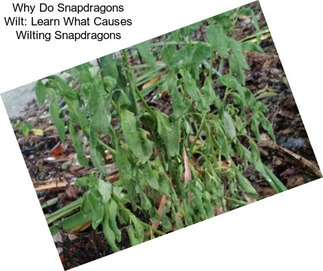 Why Do Snapdragons Wilt: Learn What Causes Wilting Snapdragons