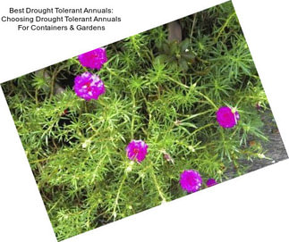 Best Drought Tolerant Annuals: Choosing Drought Tolerant Annuals For Containers & Gardens