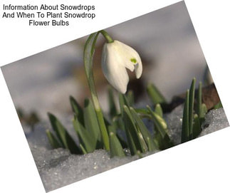 Information About Snowdrops And When To Plant Snowdrop Flower Bulbs