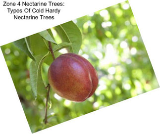 Zone 4 Nectarine Trees: Types Of Cold Hardy Nectarine Trees