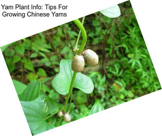 Yam Plant Info: Tips For Growing Chinese Yams