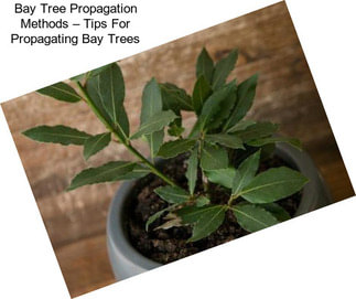 Bay Tree Propagation Methods – Tips For Propagating Bay Trees