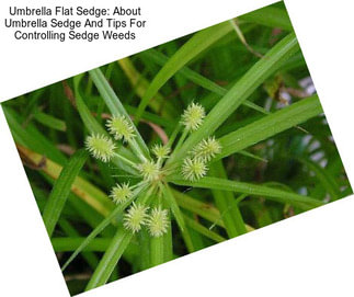 Umbrella Flat Sedge: About Umbrella Sedge And Tips For Controlling Sedge Weeds