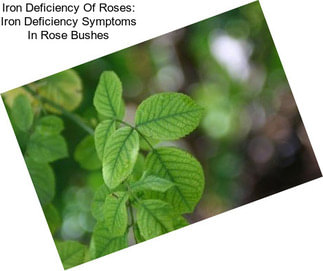 Iron Deficiency Of Roses: Iron Deficiency Symptoms In Rose Bushes