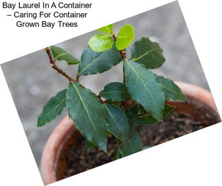 Bay Laurel In A Container – Caring For Container Grown Bay Trees