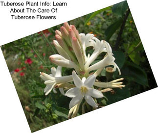 Tuberose Plant Info: Learn About The Care Of Tuberose Flowers