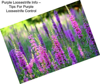 Purple Loosestrife Info – Tips For Purple Loosestrife Control