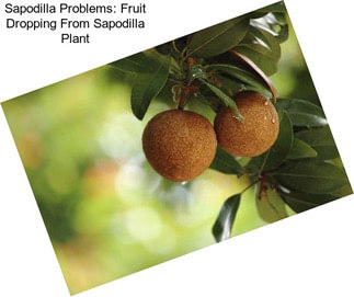 Sapodilla Problems: Fruit Dropping From Sapodilla Plant