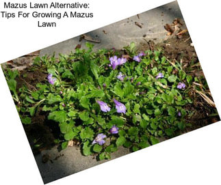 Mazus Lawn Alternative: Tips For Growing A Mazus Lawn