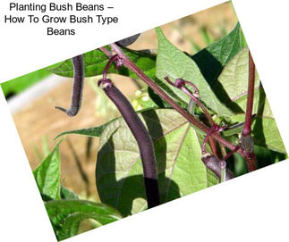 Planting Bush Beans – How To Grow Bush Type Beans