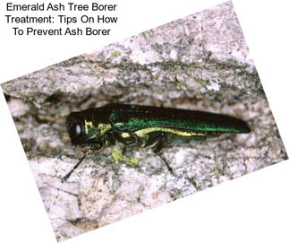 Emerald Ash Tree Borer Treatment: Tips On How To Prevent Ash Borer