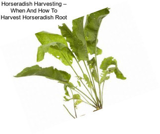 Horseradish Harvesting – When And How To Harvest Horseradish Root