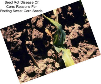 Seed Rot Disease Of Corn: Reasons For Rotting Sweet Corn Seeds
