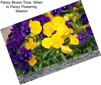 Pansy Bloom Time: When Is Pansy Flowering Season